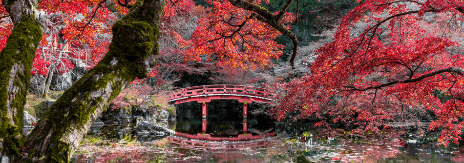 Image of an orderly Japanese garden.